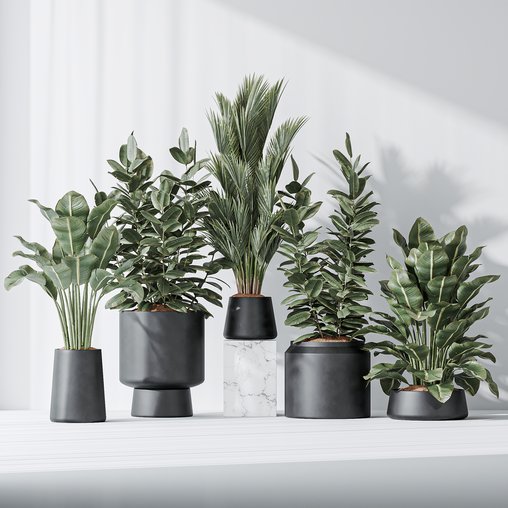 Indoor plant set 07