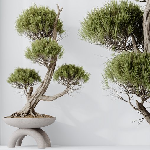 HQ HousePlants Bonsai Pinus Pentaphylla Thunbergii13