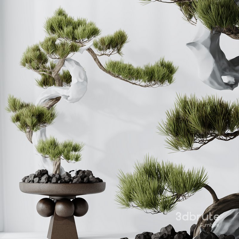 HQ HousePlants Bonsai Pinus Pentaphylla Thunbergii03