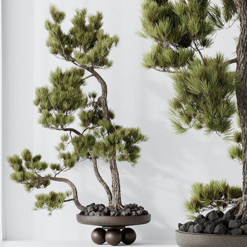 HQ HousePlants Bonsai Pinus Pentaphylla Thunbergii08