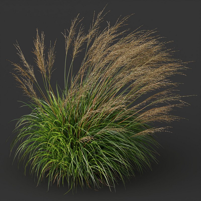 Grass 03 3d Model Buy Download 3dbrute