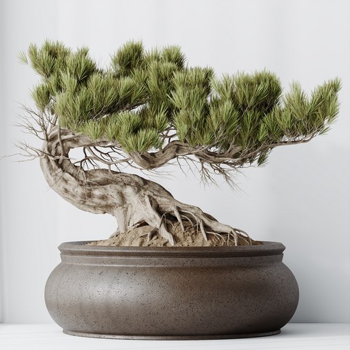 HousePlants Bonsai Pinus Pentaphylla Thunbergii09