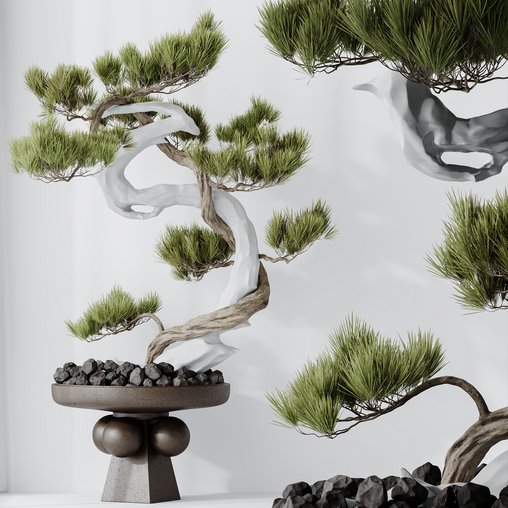 HQ HousePlants Bonsai Pinus Pentaphylla Thunbergii03