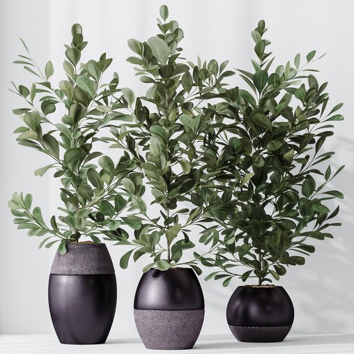 HousePlants Ficus Microcarpa Moclame Indian Laurel Set02