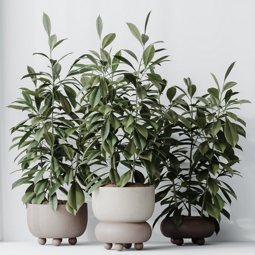 HQ HousePlants Ficus Cyathistipula African Fig Set02