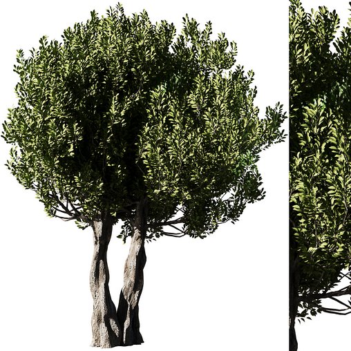 Olive Tree Set14