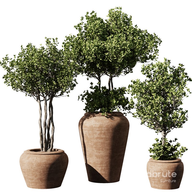 Indoor Plant Set55 – Olive in pot