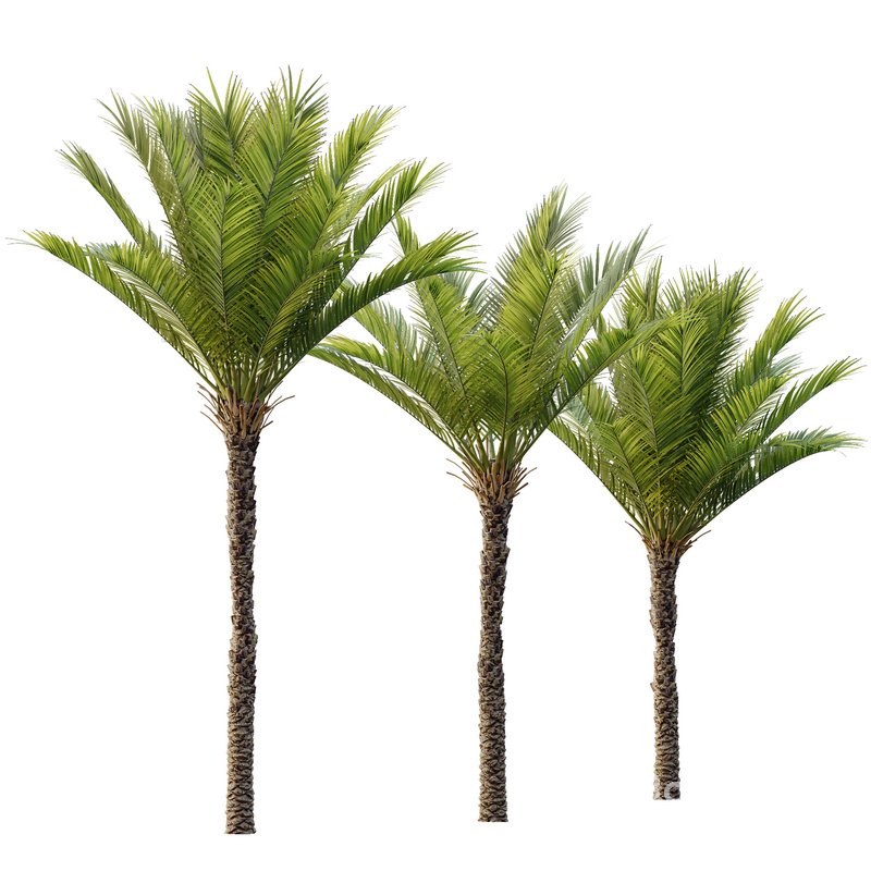 HQ Plants Phoenix Dactylifera Date Jurassic Palm Tree