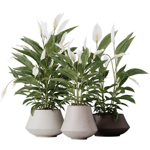 HQ HousePlants Spathiphyllum Wallisii Bellini Peace Lily Domino