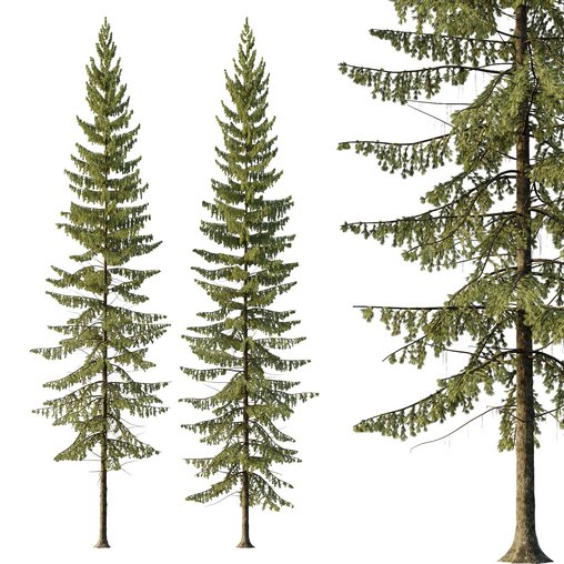 Spruce Tree03