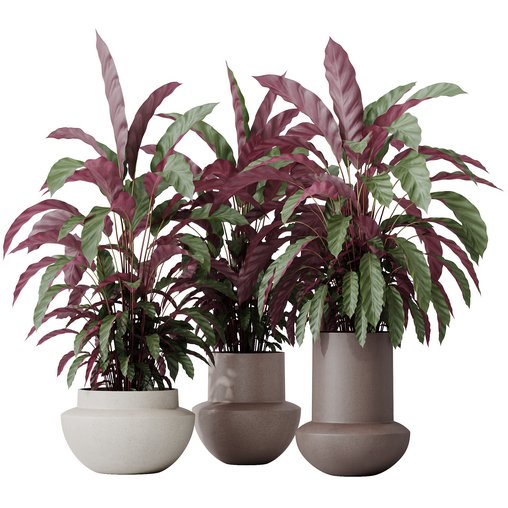 HousePlants Calathea Rufibarba Elbergrass Velvet Affordable