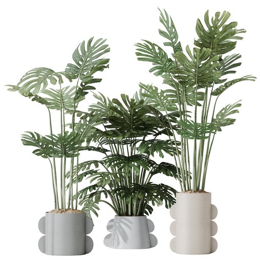 HousePlants Elegant Monstera Deliciosa Large Leaf Form Swiss Cheese Set04