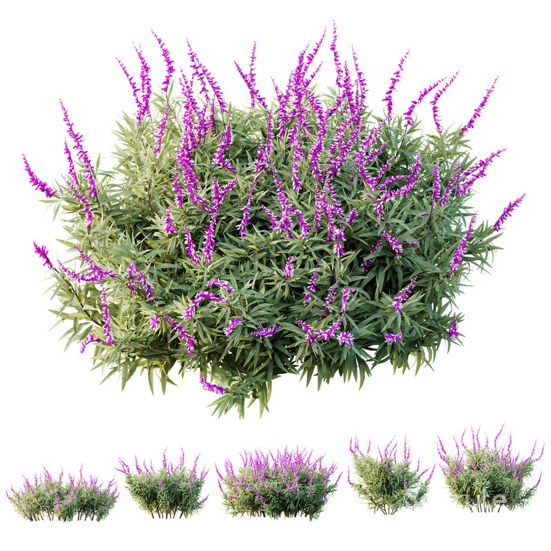 HQ Plants Salvia Leucantha Mexican Sage Santa Barbara 3d model Buy ...