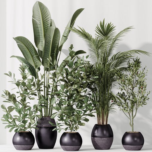 Indoor plant set 51