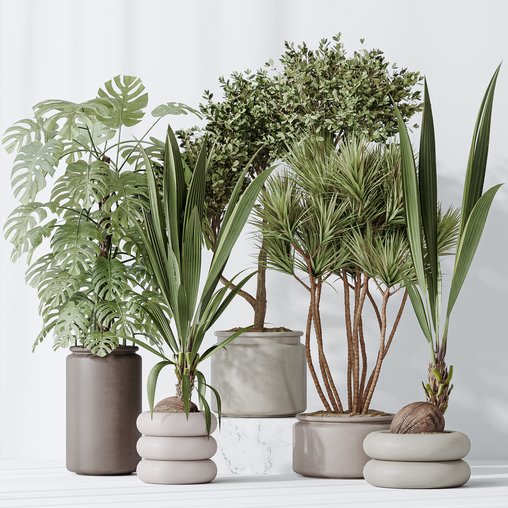 Indoor plant set 50