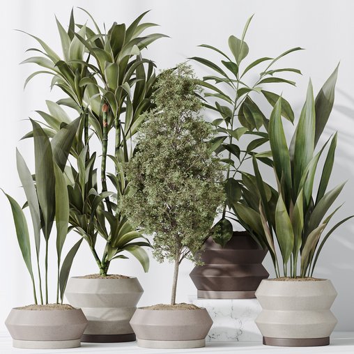 Indoor plant set 52