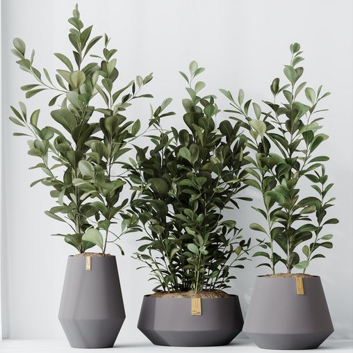 HousePlants Ficus Microcarpa Moclame Indian Laurel Set01