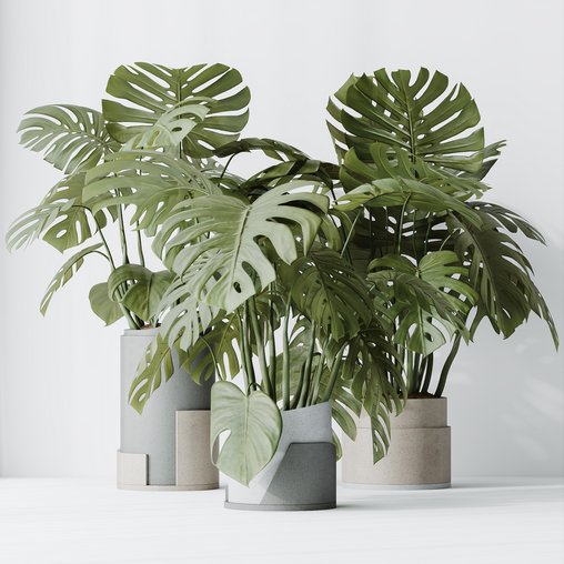 HousePlants Elegant Monstera Deliciosa Large Leaf Form Swiss Cheese Set03