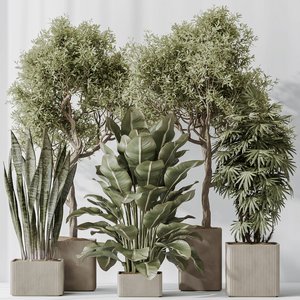 Indoor plant set 61