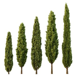 Italian Cypress12