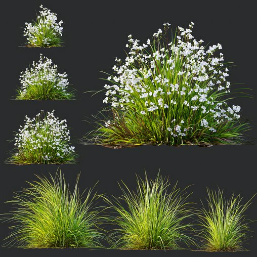 Libertia Grandiflora Grass and Carex Elata Aurea Grass