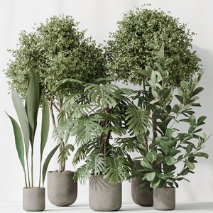 Indoor plant set 59