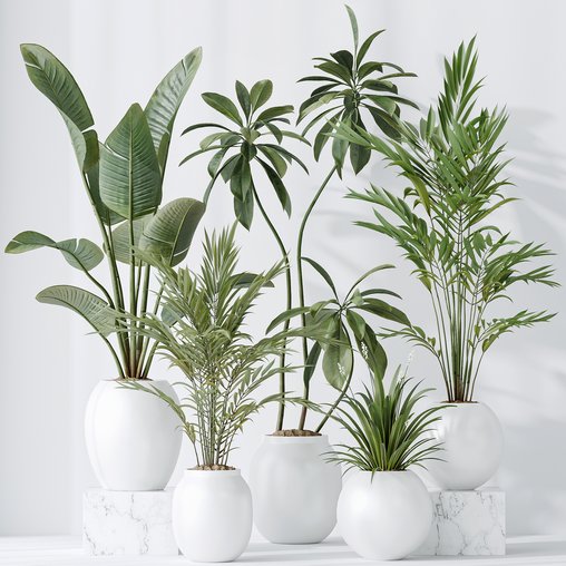 indoor plants set 96 Strelitzia Reginae Nicolai and Mountain