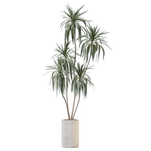 HQ HousePlants Dracaena Warneckii Lemon Lime Cane Dragon Version07