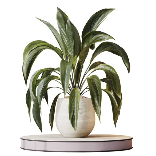 HQ HousePlants Spathiphyllum Wallisii Bellini Peace Lily Domino Set03