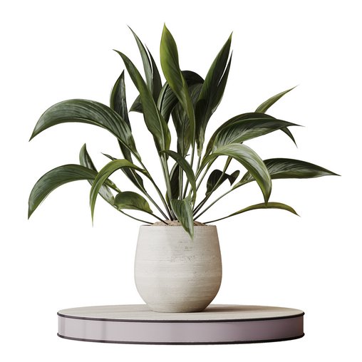 HQ HousePlants Spathiphyllum Wallisii Bellini Peace Lily Domino Set02