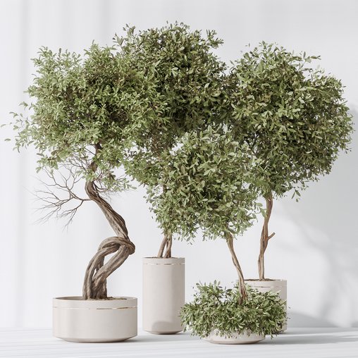 Indoor plants set 75 Ficus Retusa Microcarpa Bonsai Ginseng and Olive Artificial Olivo Olea Tree