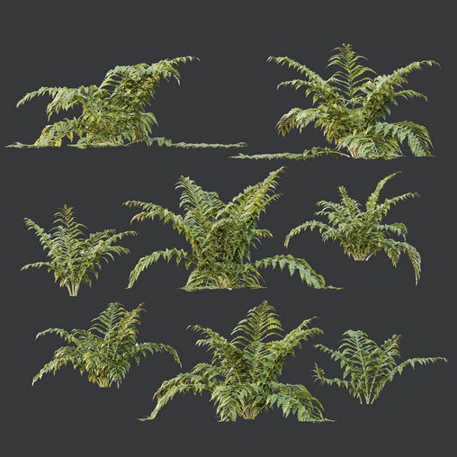 HQ Plants Macrothelypteris OligoPhlebia Torresiana Fern