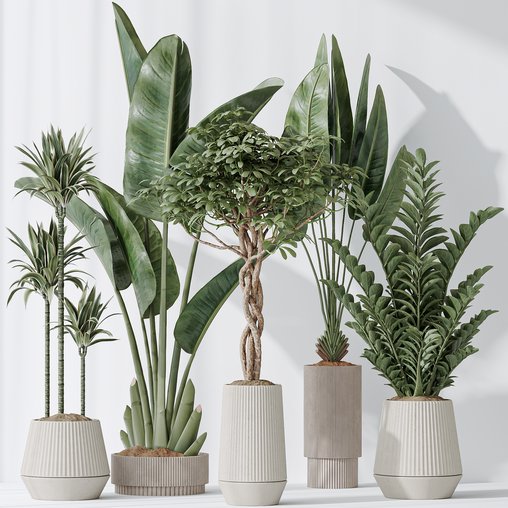 Indoor plants set 77 Bird Of ParadiseBird and Schefflera Arboricola and Warneckii Lemon and Zamioculcas Zamiifolia