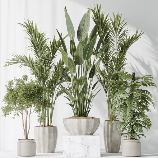 Indoor plants set 83 Areca Majesty Palm and ParadiseBird and Chemlali Olive and Elegant Monstera