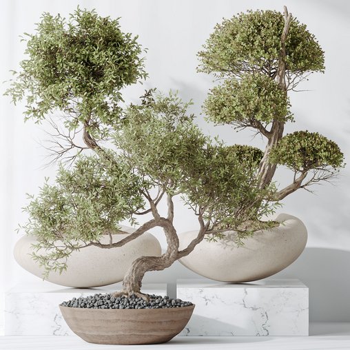 indoor plants set 94 Mission Kalamata Chemlali Olive and Ficus Retusa Microcarpa Bonsai Ginseng