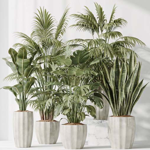 Indoor plants set 70 Majesty Cat Reed Palm and ParadiseBird