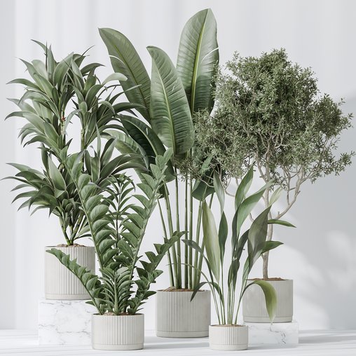 Indoor plants set 78 Chemlali Olive and ParadiseBird and Dracaena