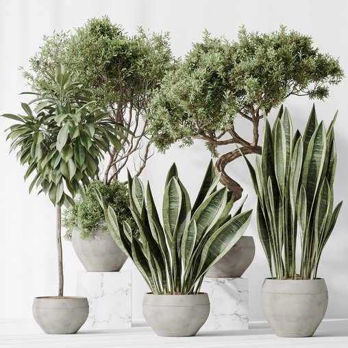 Indoor plants set 82 Ficus Cyathistipula and Green Sansevieria and Wilsonii Chemlali Olive