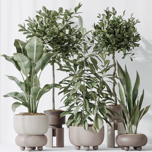 Indoor plants set 74 Ficus Microcarpa Indian Laurel and Ficus Cyathistipula African Fig and Aspidistra Elatior and ParadiseBird