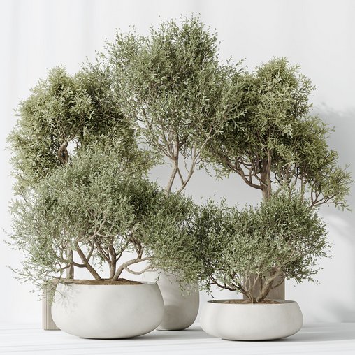 Indoor plant set 66