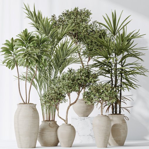 Indoor plants set 87 Mission Olive and Areca Reed Palm and Palm Hydro Care