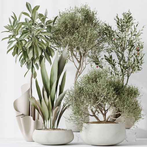 Indoor plants set 86 Mission Kalamata Olive and Ficus African Fig and Aspidistra Elatior