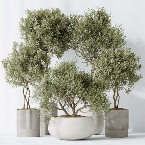 Indoor plants set 89 Arbequina Wilsonii Chemlali Olive Set