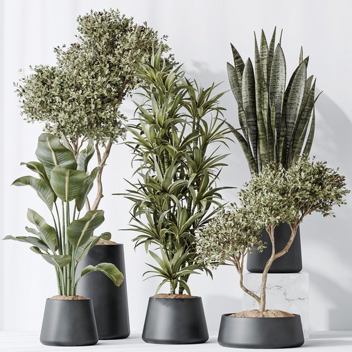 Indoor plants set 84 Olive Tree and ParadiseBird