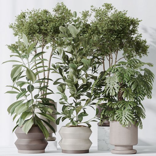 Indoor plants set 76 Wilsonii Chemlali Olive and Elegant Monstera and Ficus Microcarpa