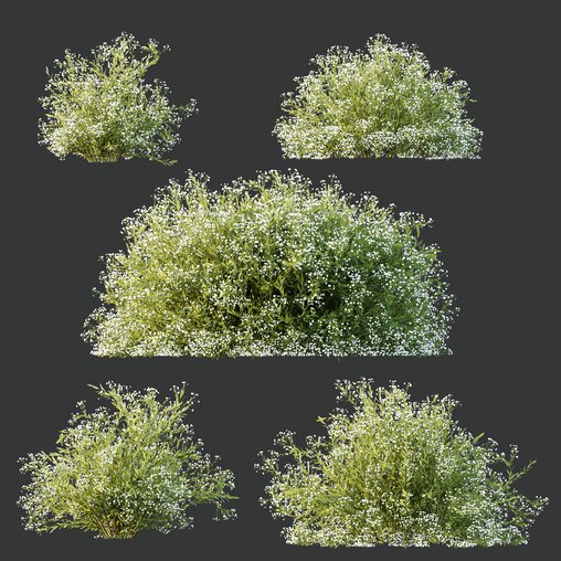 HQ Plants Gypsophila Paniculata Snowflake Breath