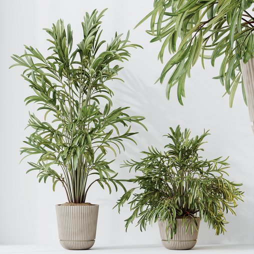 HQ HousePlants Dypsis Lutescens Areca Palm