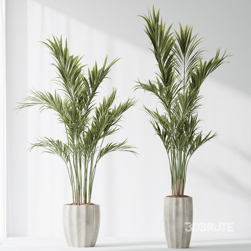 Indoor plants set 72 Majesty Cat Reed Palm Ficus Moclame Indian Laurel ...