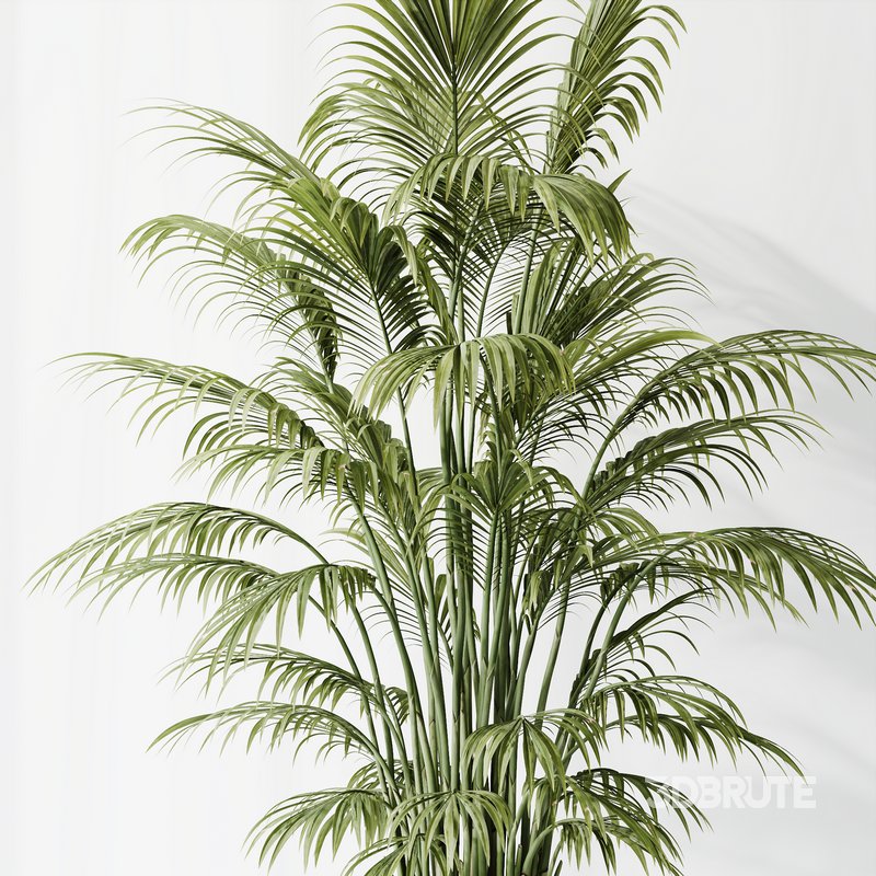 Indoor plants set 70 Majesty Cat Reed Palm and ParadiseBird 3d model ...