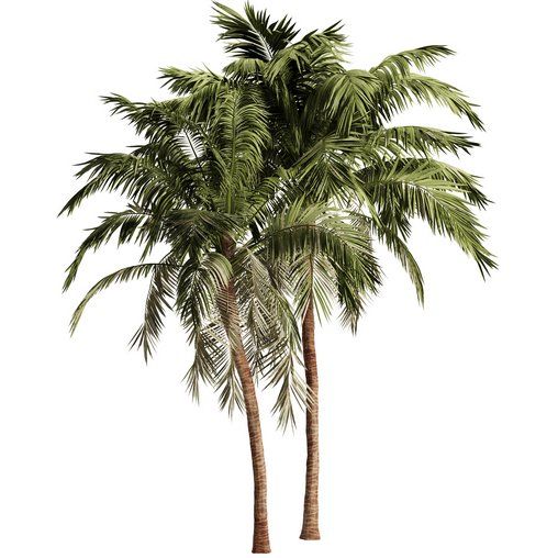 Palm Tree Set17